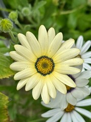 white African daisy flower