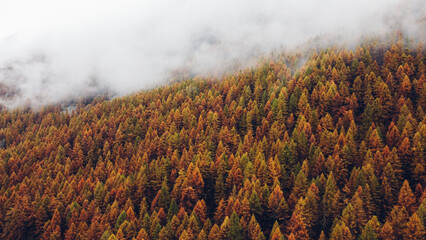 Beautiful mountain landscape in fall with colorful coniferous trees and white fog, aerial view. Misty forest. Natural texture for background. © Iryna
