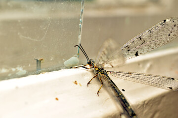 An antlion, an insect with transparent mesh wings, from the antlion family, sits on a dirty window.