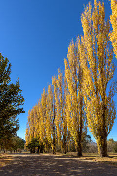 Street in Clarens lined with poplar trees in autumn colors