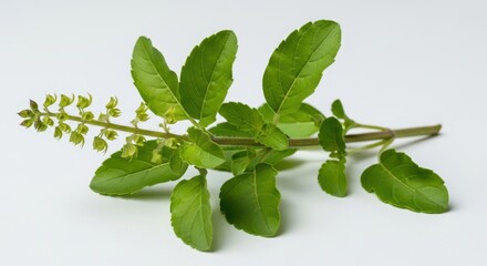 Obraz premium Fresh Holy Basil (Tulsi) Herb: Green Leaves & Flowers, Ayurvedic Medicine, Herbal Remedy