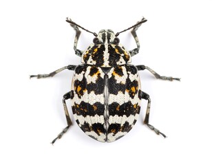 Close-up of a patterned beetle