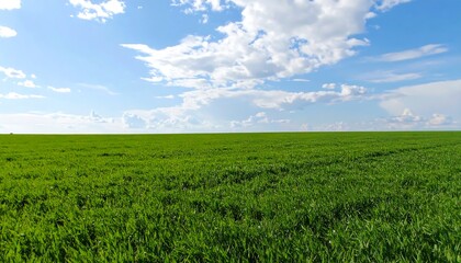 Lush green field under a vibrant sky (1)