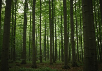 Fototapeta premium Lush Beech Forest with Towering Tree Trunks