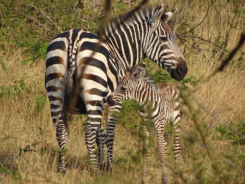 Zebrababy mit Mutter in der Savanne