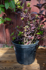 Hydrangea Samara Lydia in a pot with burgundy leaves stands on a wooden surface. A wooden fence and green foliage are depicted in the background.