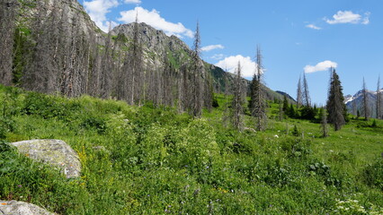 Vibrant green meadow thrives amidst a forest of dead trees, showcasing nature's resilience in a picturesque mountain valley under a bright blue sky