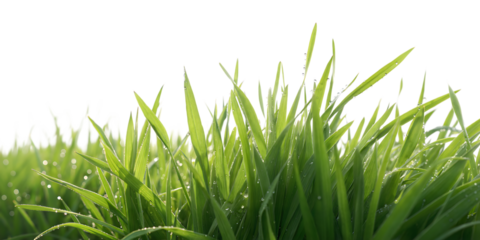 Close up of vibrant green grass blades covered in sparkling dew drops against a dark background
