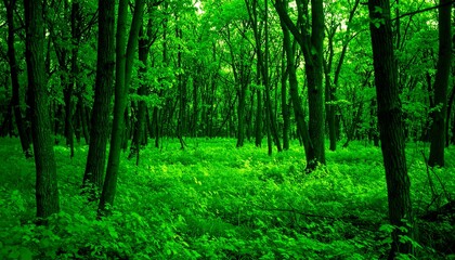 Lush green forest floor