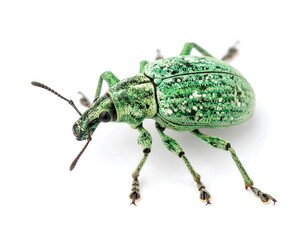Naklejka premium Close-up of a vibrant green weevil