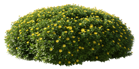 Perfectly spherical green bush with dense foliage and subtle yellow highlights isolated on a black background