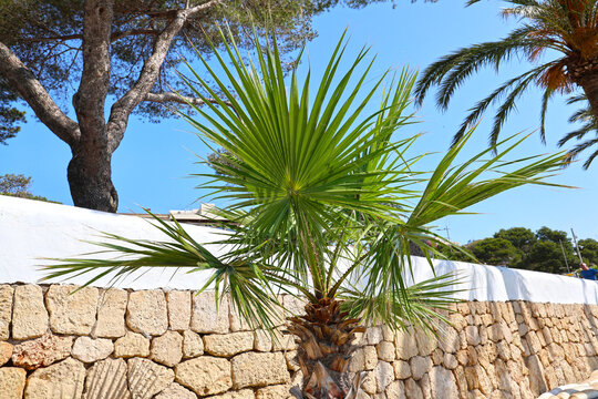 Trachycarpus fortunei, Mallorca.