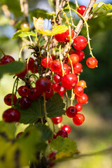 Bunches of ripe red currants hang from the green branches in the garden. Sunlight highlights the bright colors of the berries.