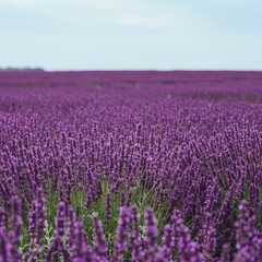 Obraz premium Vibrant lavender field stretches towards a pale sky.