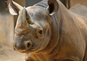 Fototapeta premium Black Rhinoceros Close-Up Portrait