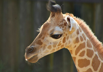 Giraffe Calf Close-Up with Soft Lighting