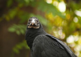 Black Vulture Standing in Dappled Sunlight