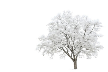 Fototapeta premium Alone Tree Covered In White Frost And Snow, Winter Scene