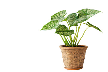 Showcase Caladium in Pot Decorate Your Room With a Nature Theme Concept