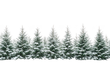 Snowy forest scene with evergreens for a winter vibe and frozen nature.