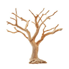 Fototapeta premium Dry tree with intricate branches displayed against a neutral background in a natural light setting