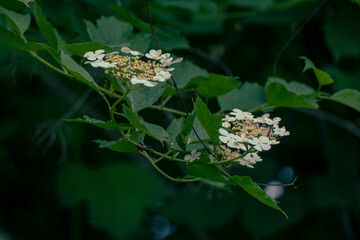 Viburnum blooms in full force. White viburnum flowers as a symbol of purity and innocence