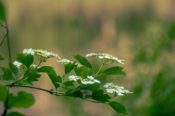 Viburnum blooms in full force. White viburnum flowers as a symbol of purity and innocence