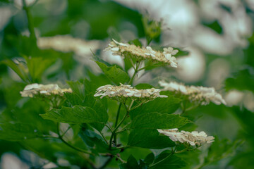 Viburnum blooms in full force. White viburnum flowers as a symbol of purity and innocence
