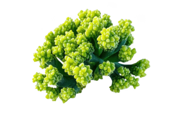 explore unique fractal patterns with romanesco and see nature?s geometry
