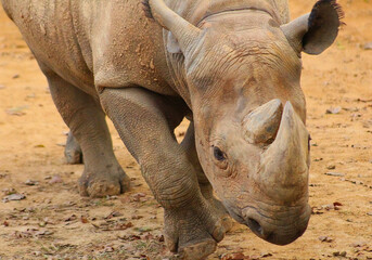 Obraz premium Black Rhino with Head Lowered on Dirt