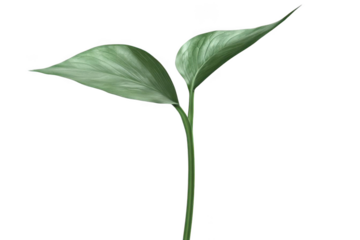 Discover Leaf, Nature's Touch, fresh leaf texture With Purity Essence And Aesthetic Leaf