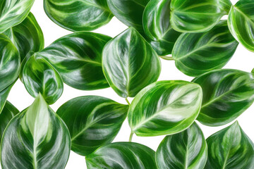 Obraz premium Beautiful Green Leaves Show Tropical Indoor Theme with Greenery Pattern