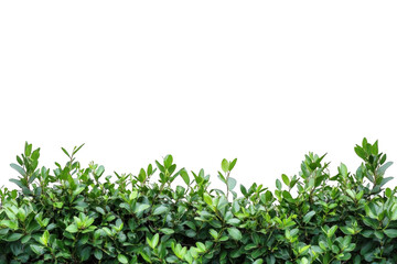 Obraz premium Observe Green Leaves on a Bush With a Void Background, Plant Texture