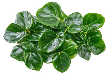 Fototapeta premium Dense Green, Lush leaves create striking nature backdrop and vibrant greenery.