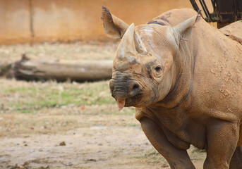 Obraz premium Black Rhino Walking with Head Turned