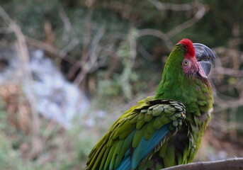 Military Macaw in Forested Aviary