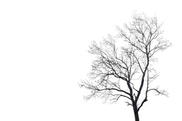 Tree Of Light, Branches Reach Out In Night, And Find Peace In The Dark