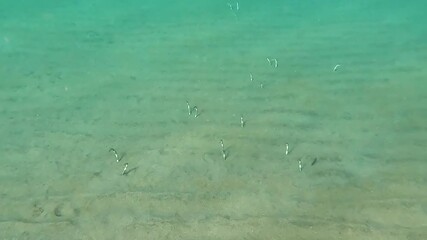 Heterocongrinae garden eels poking heads out of burrows in sandy seabed feeding on zooplankton in ocean currents in Amed, Bali Indonesia