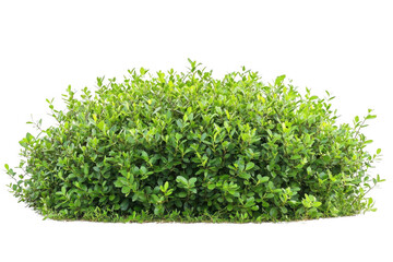 Obraz premium Green Bush In Summer, Adds Beauty To The Landscape And Garden Spaces