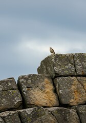 Small bird perched atop ancient stone wall under cloudy sky.