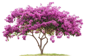 Obraz premium Admire Purple Bougainvillea Flowers Bloom in Full Glory on A Vibrant Tree
