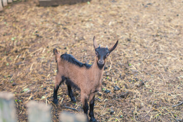 Young goat standing on straw in a rural farm setting