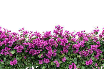 Fototapeta premium Bougainvillea blooms beautifully with vibrant color and natural wallpaper background.
