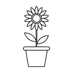 flower in a pot
