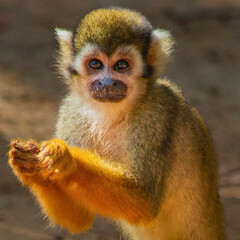 Squirrel Monkey with Clasped Hands