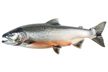 Obraz premium Vibrant salmon swimming in pristine waters, perfect for healthy eating and gourmet cuisine marketing