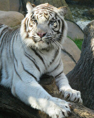 White Tiger Resting on Sunlit Rocks