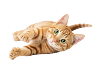 A young, adorable ginger tabby cat with vivid bright green eyes, short striped fur, lying playfully, front paws extended, looking at camera on transparent studio background with high-key lighting,