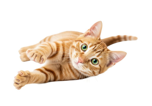 A young, adorable ginger tabby cat with vivid bright green eyes, short striped fur, lying playfully, front paws extended, looking at camera on transparent studio background with high-key lighting, - Powered by Adobe