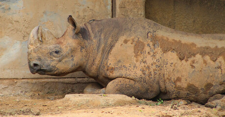 Black Rhino Resting in Muddy Enclosure
